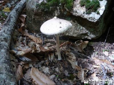 El mágico Castañar de El Tiemblo; escapadas fin de semana rutas fin de semana por españa rutas fi